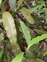 Beilschmiedia tawa