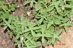 Nepeta nepetella