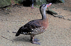 Dendrocygna guttata