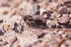 Andrena vaga