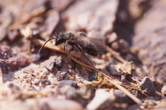 Andrena vaga