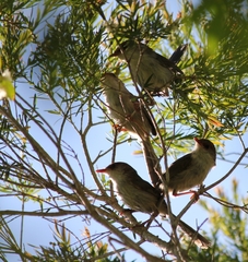 Malurus cyaneus