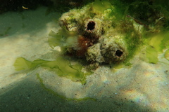 Pyura doppelgangera