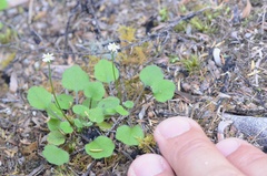 Lagenophora strangulata