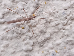 Neides tipularius