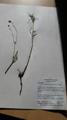 Thelesperma megapotamicum