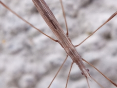 Neides tipularius