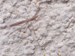 Neides tipularius