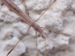 Neides tipularius