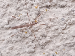 Neides tipularius