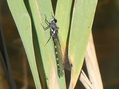Cordulephya pygmaea