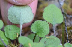 Lagenophora strangulata
