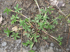 Potentilla kleiniana