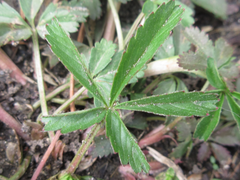 Potentilla kleiniana