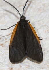 Pyromorpha caelebs