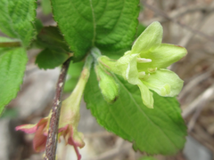 Weigela subsessilis