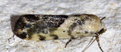 Ponometia sutrix