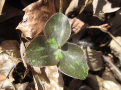Hepatica nobilis
