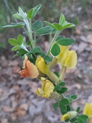 Chamaecytisus hirsutus