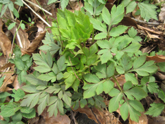 Angelica dahurica