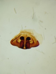 Phaeacius fimbriatus