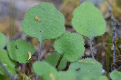 Lagenophora strangulata