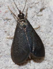 Pyrausta demantrialis