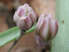 Allium monanthum