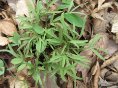 Spuriopimpinella brachycarpa