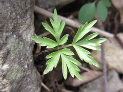 Spuriopimpinella brachycarpa