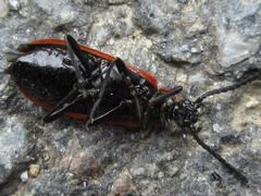 Pseudopyrochroa rufula