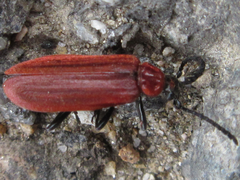 Pseudopyrochroa rufula