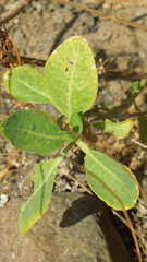 Physorhynchus chamaerapistrum