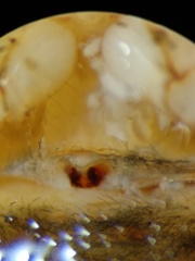 Cyrtarachne inaequalis