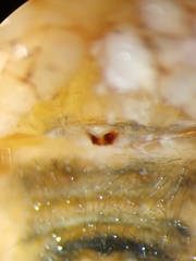 Cyrtarachne inaequalis