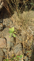 Physorhynchus chamaerapistrum