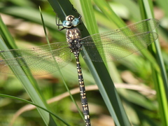 Austroaeschna parvistigma