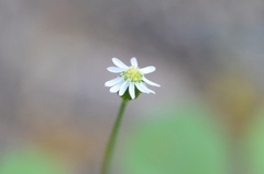 Lagenophora strangulata