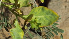 Physorhynchus chamaerapistrum