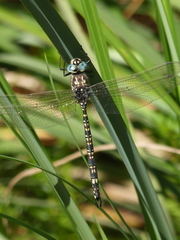 Austroaeschna parvistigma