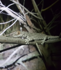 Strophurus williamsi