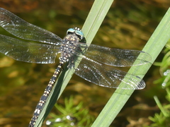 Austroaeschna parvistigma