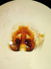 Heteropoda tetrica