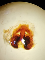 Heteropoda tetrica