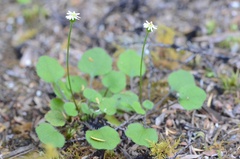 Lagenophora strangulata