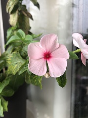 Angiospermae