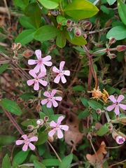 Saponaria ocymoides