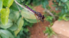 Trithemis persephone