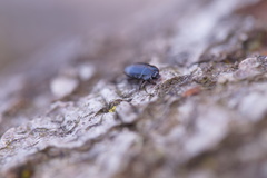 Platysoma compressum