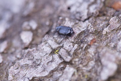 Platysoma compressum